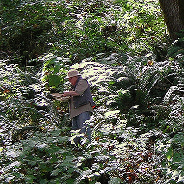Rod Crawford sweeping understory on densely vegetated slope, South Bank Skagit River east of O'Toole Creek