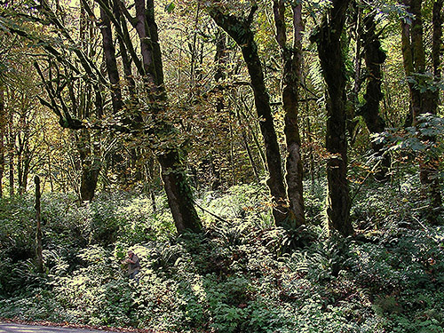 densely vegetated slope, South Bank Skagit River east of O'Toole Creek