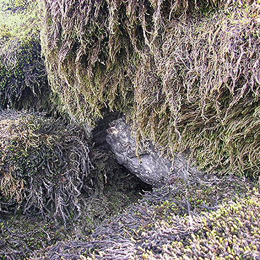 mossy shore rocks, South Bank Skagit River east of O'Toole Creek