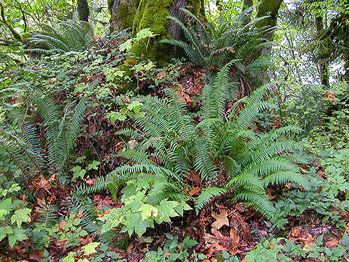 spider-rich understory, South Bank Skagit River east of O'Toole Creek