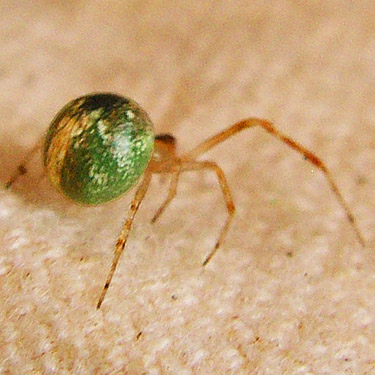 female spider Theridion agrifoliae, coastal strip at Stafford Creek mouth, Grays Harbor, Washington