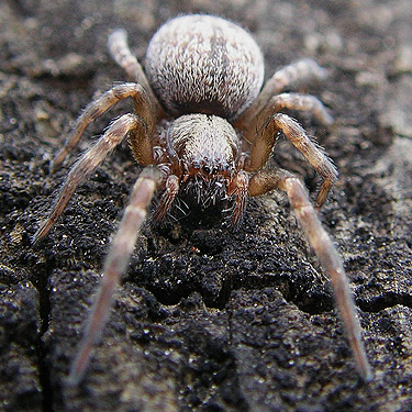 female desid spider Badumna longinqua, coastal strip at Stafford Creek mouth, Grays Harbor, Washington