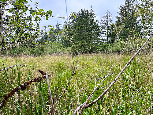 big meadow, coastal strip at Stafford Creek mouth, Grays Harbor, Washington