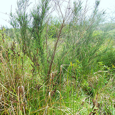 Scots broom, coastal strip at Stafford Creek mouth, Grays Harbor, Washington