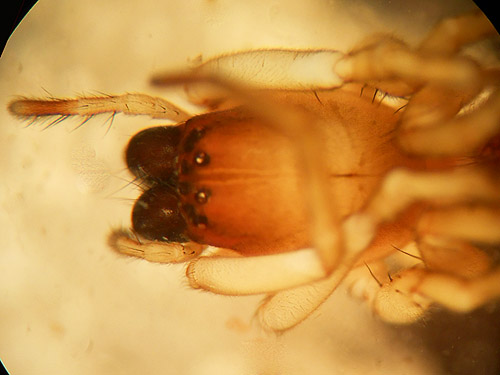 female spider Clubiona norvegica swept from meadow, coastal strip at Stafford Creek mouth, Grays Harbor, Washington