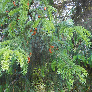 Sitka spruce branch with cones, coastal strip at Stafford Creek mouth, Grays Harbor, Washington