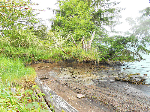 muddy mini-cove, coastal strip at Stafford Creek mouth, Grays Harbor, Washington