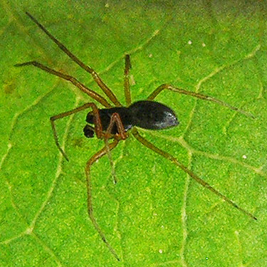 Meioneta darrelli spider from coastal strip at Stafford Creek mouth, Grays Harbor, Washington