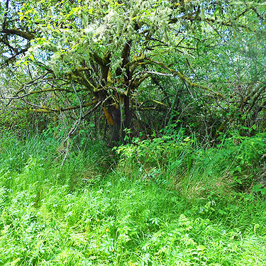 deciduous tree, coastal strip at Stafford Creek mouth, Grays Harbor, Washington