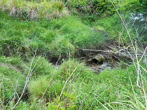 watery ditch in meadow, coastal strip at Stafford Creek mouth, Grays Harbor, Washington