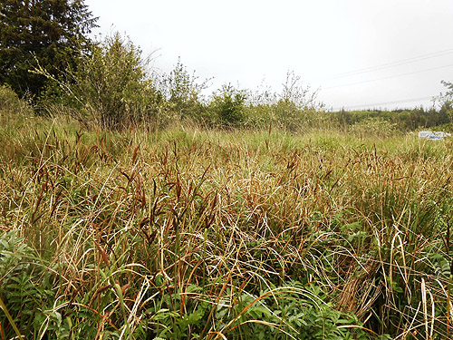 seasonal marsh, coastal strip at Stafford Creek mouth, Grays Harbor, Washington