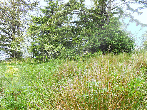 trees at edge of meadow, coastal strip at Stafford Creek mouth, Grays Harbor, Washington