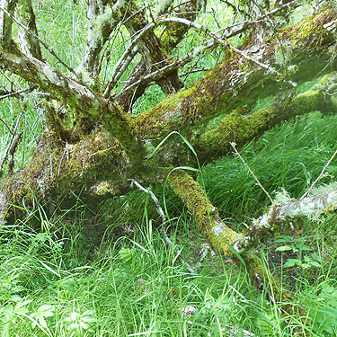 moss on small tree, coastal strip at Stafford Creek mouth, Grays Harbor, Washington