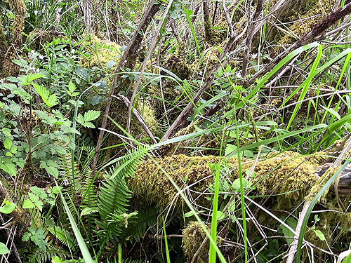 moss on apple tree, coastal strip at Stafford Creek mouth, Grays Harbor, Washington