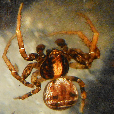 male spider Ozyptila pacifica from beach wrack, coastal strip at Stafford Creek mouth, Grays Harbor, Washington
