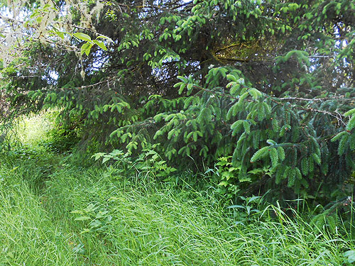 giant Sitka spruce tree, coastal strip at Stafford Creek mouth, Grays Harbor, Washington