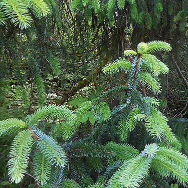 Sitka spruce foliage, coastal strip at Stafford Creek mouth, Grays Harbor, Washington