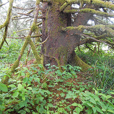trunk of giant spruce, coastal strip at Stafford Creek mouth, Grays Harbor, Washington