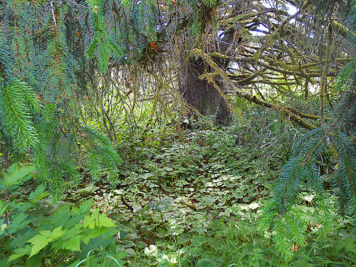 understory in area shaded by big spruce