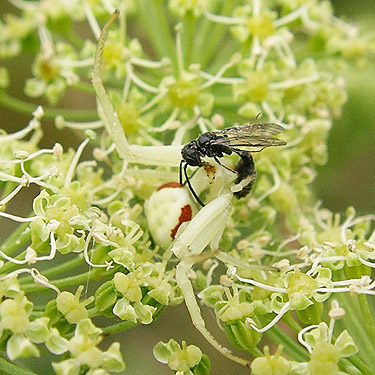 spider Misumena vatia on Heracleum flower with prey, coastal strip at Stafford Creek mouth, Grays Harbor, Washington