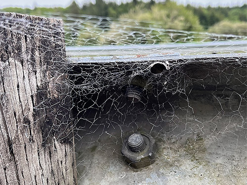 Badumna spider web on highway guardrail, coastal strip at Stafford Creek mouth, Grays Harbor, Washington
