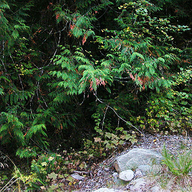 roadside red cedar foliage, Thuja plicata, Sulphur Creek Bridge, upper Suiattle River, Snohomish County, Washington