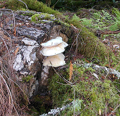 moss and shelf fungus Tyromyces sp., Sulphur Creek Campground, Snohomish County, Washington