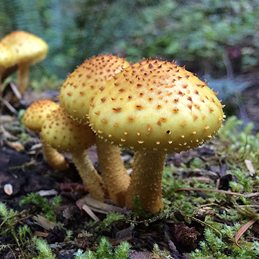 Pholiota sp. mushrooms, Sulphur Creek Campground, Snohomish County, Washington