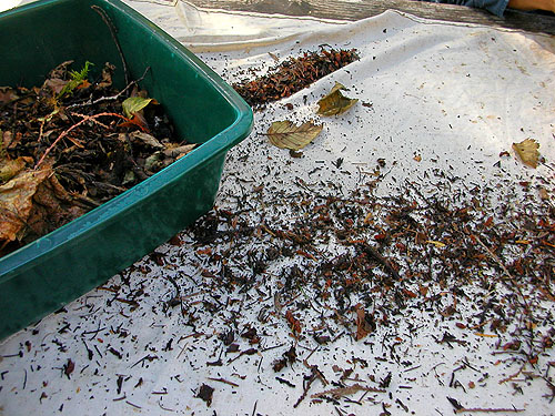 sifting leaf litter on the picnic table, Sulphur Creek Campground, Snohomish County, Washington