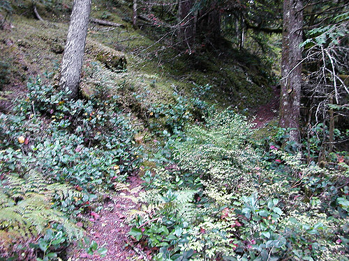Sulphur Creek Trail, upper Suiattle River, Snohomish County, Washington