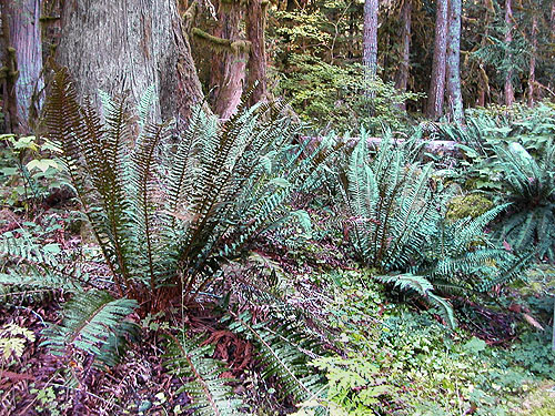 sword fern Polystichum munitum understory, Sulphur Creek Campground, Snohomish County, Washington