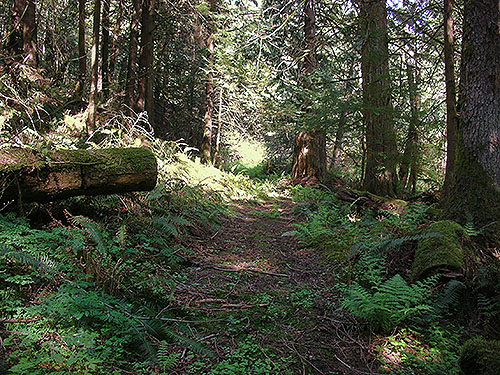 trail to Breckenridge Creek south of Sumas, Whatcom County, Washington