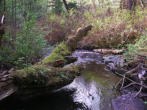 Breckenridge Creek south of Sumas, Whatcom County, Washington