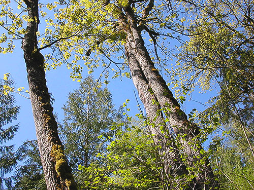 tree canopy at Breckenridge Creek south of Sumas, Whatcom County, Washington