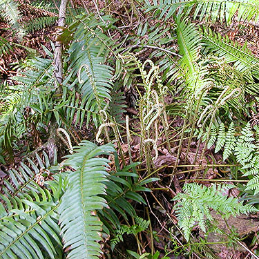 sword fern Pterostichum munitum understory, Breckenridge Creek south of Sumas, Whatcom County, Washington