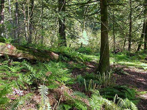 forest in ravine of Breckenridge Creek south of Sumas, Whatcom County, Washington