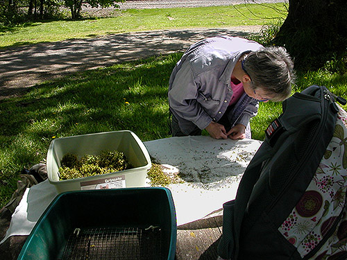 Laurel Ramseyer sifting moss at Johnson Creek, SW corner of Sumas, Whatcom County, Washington