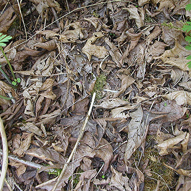 maple leaf litter, Breckenridge Creek south of Sumas, Whatcom County, Washington