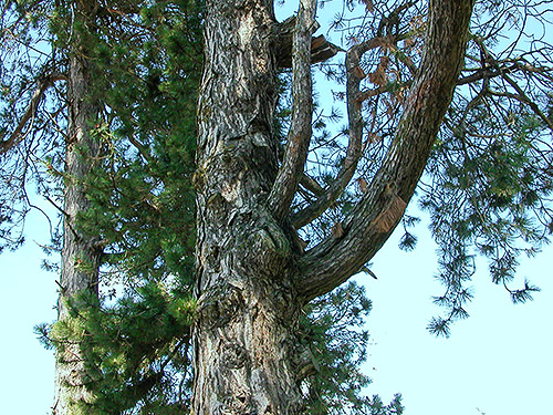 mystery species of pine tree at Sumas Cemetery, Whatcom County, Washington