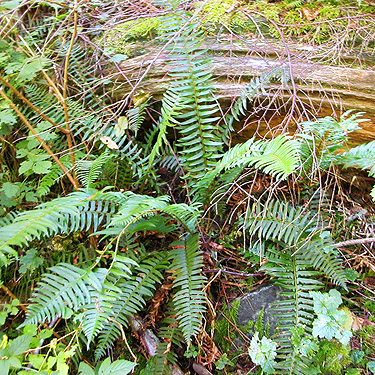 sword fern Pterostichum munitum on Sunday Lake Trail, North Fork Snoqualmie, King County, Washington