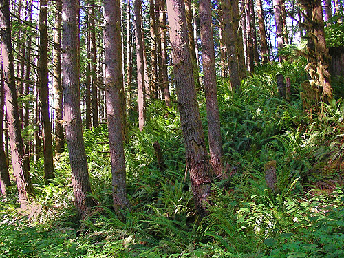 hillside covered wirh sword fern, Sunday Lake Trail, North Fork Snoqualmie, King County, Washington