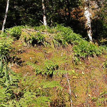 ferny rock on sun, Sunday Lake Trail, North Fork Snoqualmie, King County, Washington