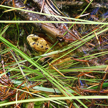 frog beside Sunday Lake Trail, North Fork Snoqualmie, King County, Washington