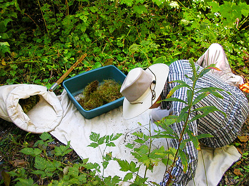 Laurel Ramseyer sifting moss, Sunday Lake Trail, North Fork Snoqualmie, King County, Washington
