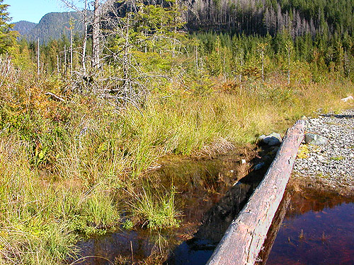 log crossing bog on Sunday Lake Trail, North Fork Snoqualmie, King County, Washington