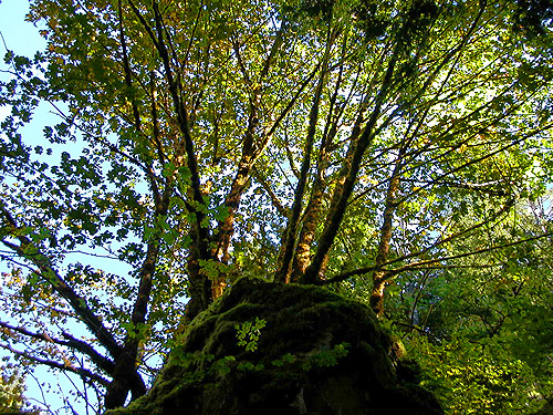 maple trees at top of rock, Sunday Lake Trail, North Fork Snoqualmie, King County, Washington