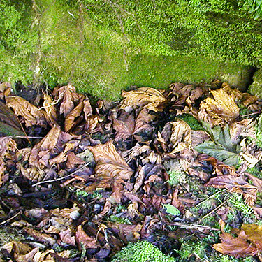 maple leaf litter, Sunday Lake Trail, North Fork Snoqualmie, King County, Washington
