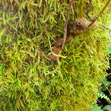 moss on alder trunk, Sunday Lake Trail, North Fork Snoqualmie, King County, Washington