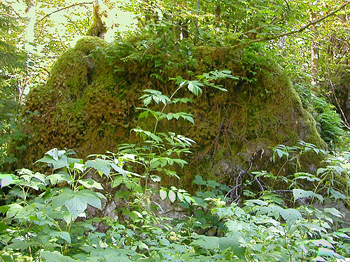 ferny rock in shade, Sunday Lake Trail, North Fork Snoqualmie, King County, Washington