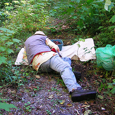 Rod Crawford sifting alder litter, Sunday Lake Trail, North Fork Snoqualmie, King County, Washington